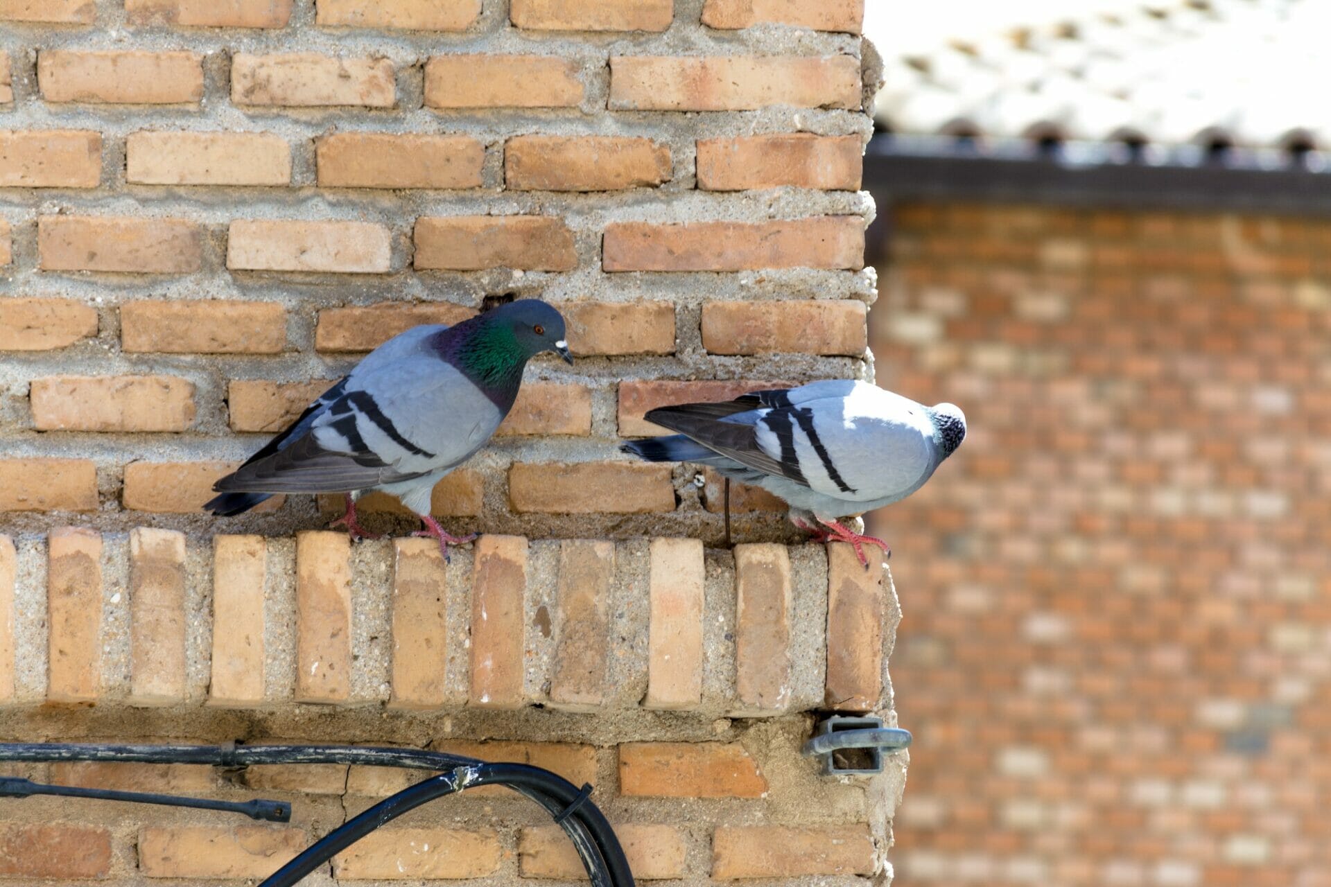 Couple of pigeons climbing a wall. About to fly away.